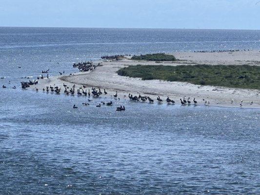 Geese and pelicans hanging out on a shallow sandbar.