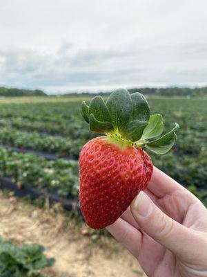 Strawberry picking