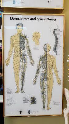 CNS Chart