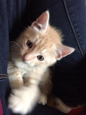 Kitten!