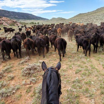 Cattle herding