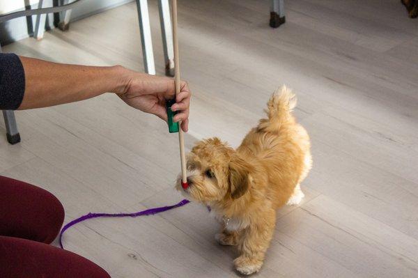 Gentle Touch Pet Training