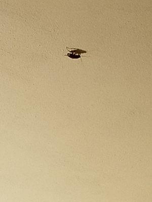 Cockroach on the ceiling