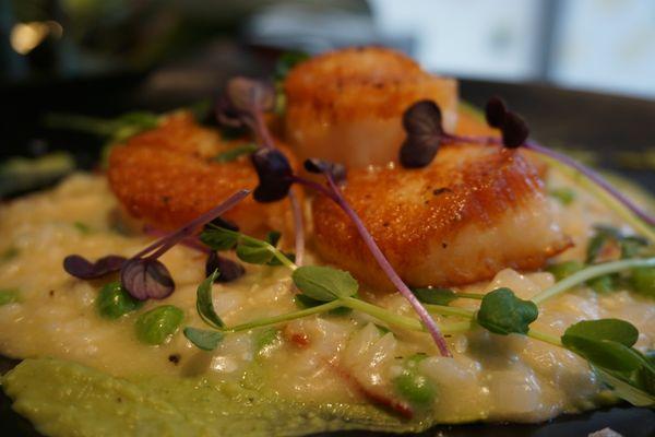 Scallops