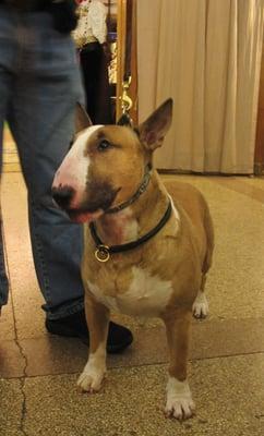 Best in Show winner, the late and awesome therapy dog, "Rufus!" I got a chance to meet him during my visit at the Garden!