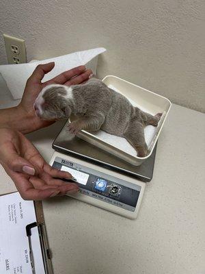 3 day old English puppy getting her check up.