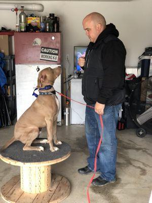 Champion K-9 Dog Training