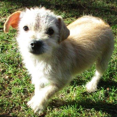 Mel, puppy, Cairn Terrier Mix, Male.  Available for adoption.