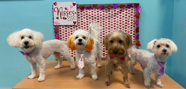 Beth is fabulous! Our fur babies love going for their spa day. If you are looking for a groomer, I highly recommend!