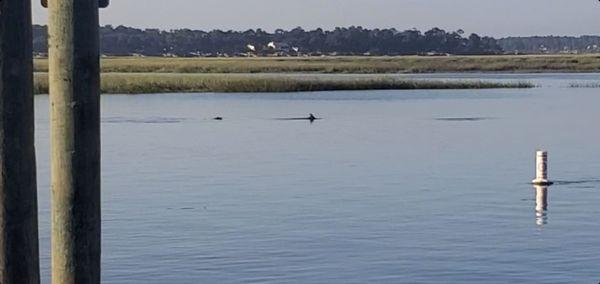 Dolphins swimming ona September Saturday morning