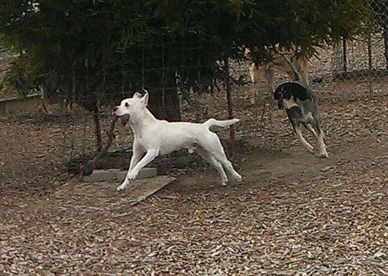 Raider and Huck in a rousing game of chase for the rope toy