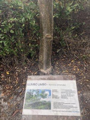 Also known as the tourist tree for it's peeling bark.