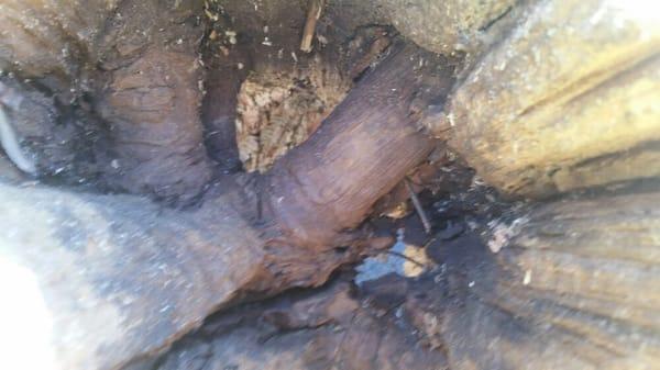 Inside of a rotted tree. Notice branches are not rotten only trunk wood is gone.