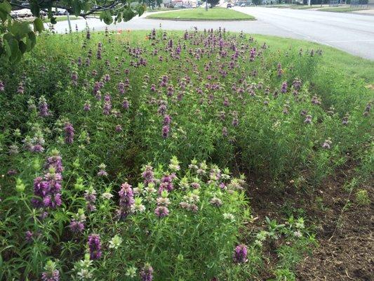 Monarda