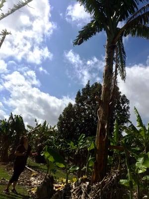 The Largest & Tallest Banana Tree on the Farm!