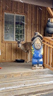 Front porch with friendly deer