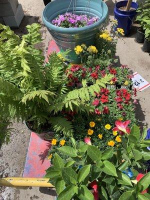 Plant's for spring! Great selection and lasted all season.