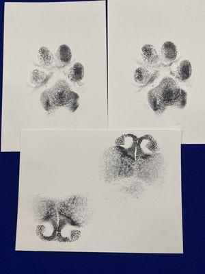 They sent me her paw and nose imprints as a keepsake.  I will forever remember that sweet nose.