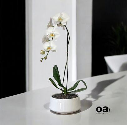 Single white orchid Miami