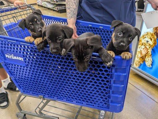 Puppies in for check up before adoption