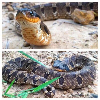 Beautiful eastern hognosed snake