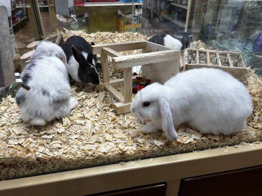 Different types of rabbits.