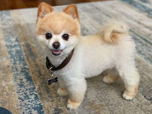 The Pom look summer cut