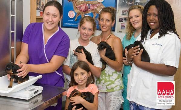 All Pet Animal Hospital