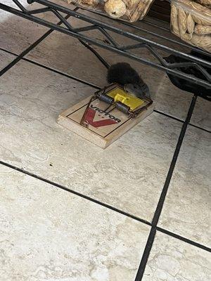 Rat trap