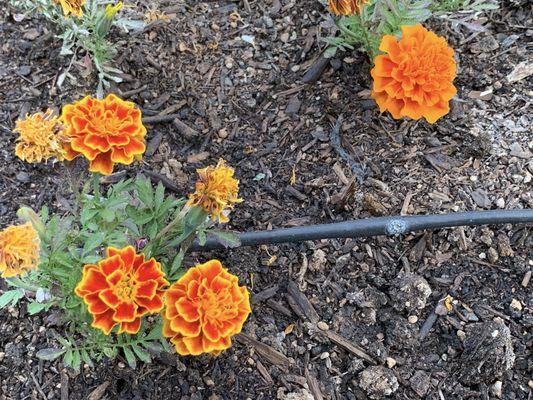 Orange flowers