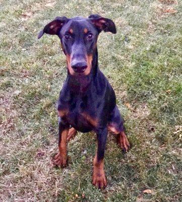 Prince, the Dobe, our recent rescue