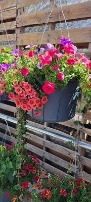 Hanging baskets are out of this world.