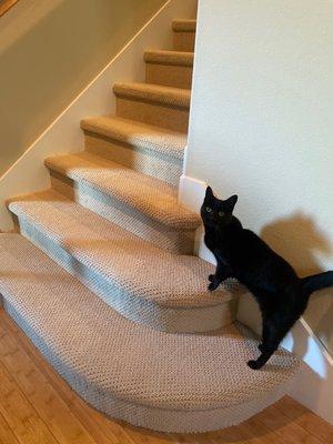 Stairway and the reason we needed new carpet.