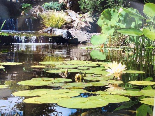 Lily pads and aquatic plant edge