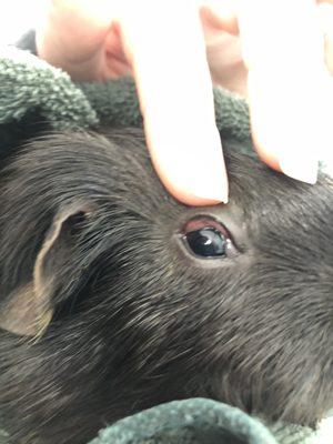 The first guinea pig showing signs of sickness due to being exposed to the baby