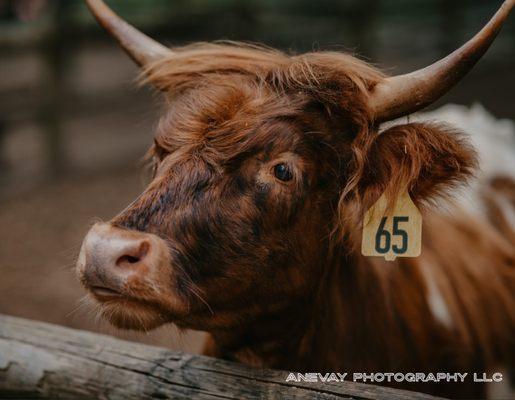 Animals at Grant's Farm