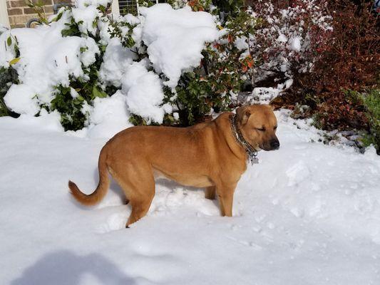 Molly experiencing snow for the first time.