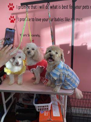 Perfect haircuts after DOGMOM helped educate me on proper regular brushing and a maintenance schedule.