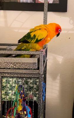 Sun conure mango please help me find her