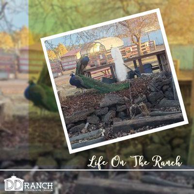 Life on the ranch!