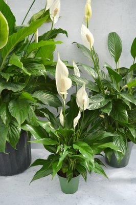 Peace Lily