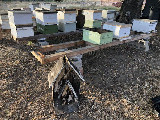 Relocating live bees from this birdhouse at a bee apiary for a customer