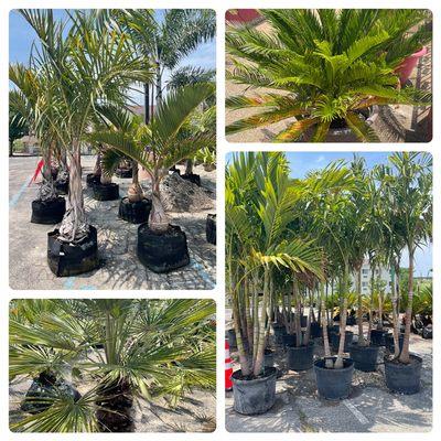 10 different varieties of live palms!  We offer delivery and install service, as well as winter storage.