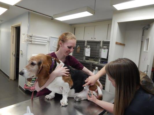 This pup is getting a nail trim with the help from a kennel attendant and a LVT