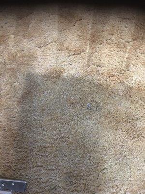 all of carpet looked like this, you can see part I cleaned. better photos coming Have done much worse then this