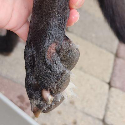 Wound I found on my dogs paw.