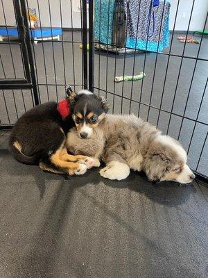 Lagoon and Jax at puppy school.