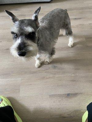 Schnauzer cut!