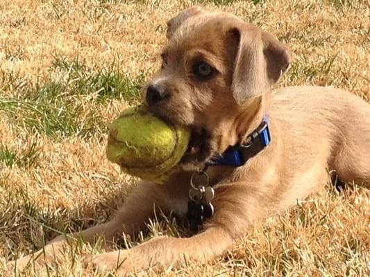 Max and his ball