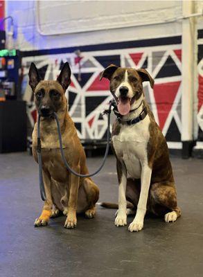 Chester (on right) in class.